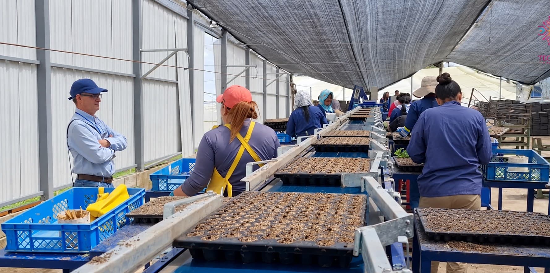 Operarios trabajando con bandejas en una línea de siembra de doble nivel